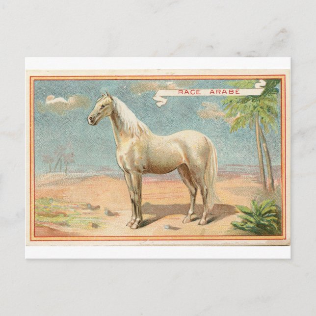 Cartão Postal Gráfico do Cavalo Branco da Vintage (Frente)