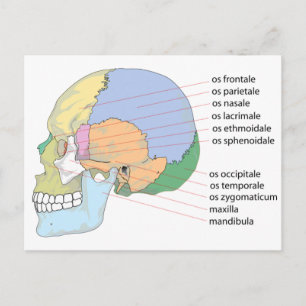 Cartão Postal Gráfico do Nome do Osso do Crânio Humano