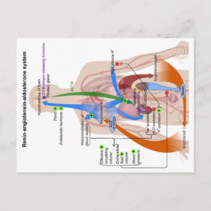 Cartão Postal Gráfico do Sistema Renina-Angiotensina Diagrama do