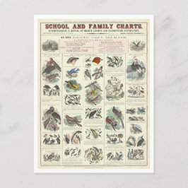 Cartão Postal Gráfico educacional para tipos de aves