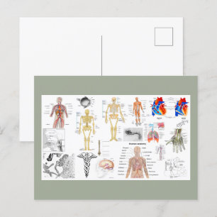 Cartão Postal Gráficos de Anatomia Humana