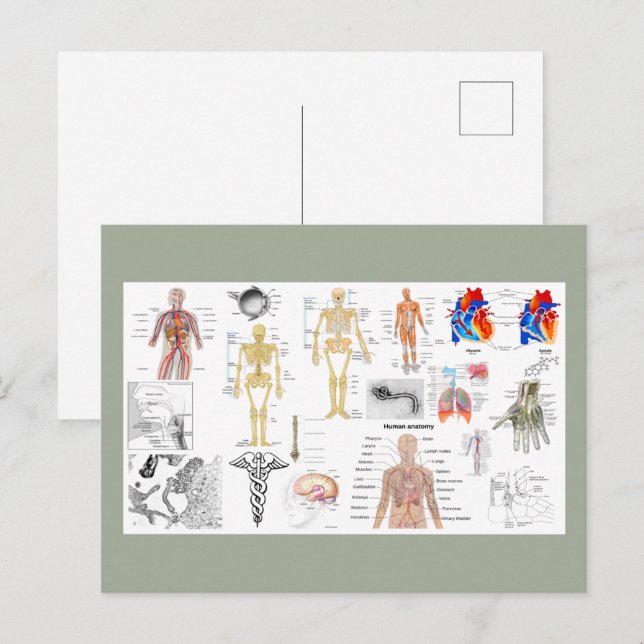 Cartão Postal Gráficos de Anatomia Humana (Frente/Verso)