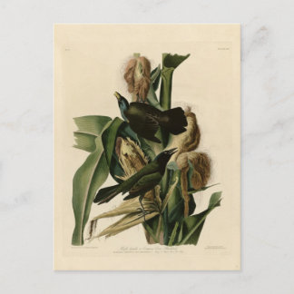 Cartão Postal Grakle Roxo