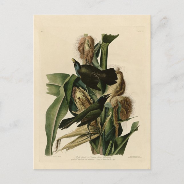 Cartão Postal Grakle Roxo (Frente)