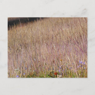 Cartão Postal Grama Roxa e Flores Silvestres