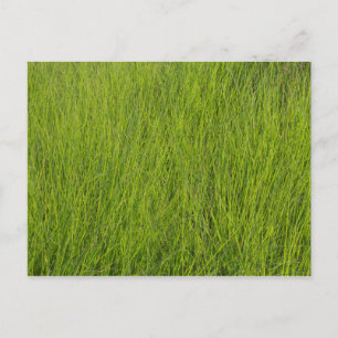 Cartão Postal Grama Verde