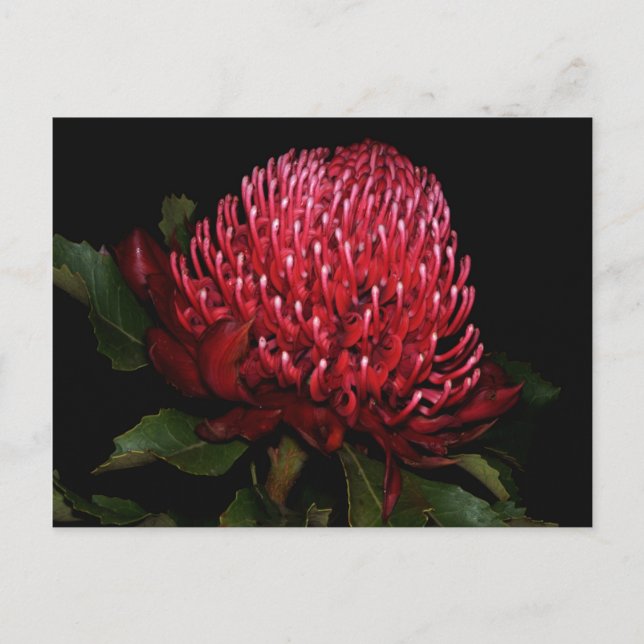 Cartão Postal Grand Aussie Lady (Frente)