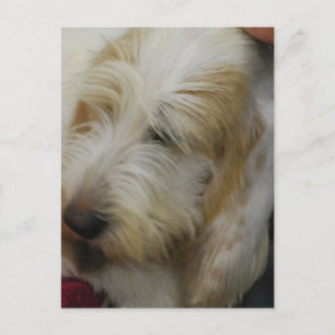 Cartão postal Grand Basset Dog