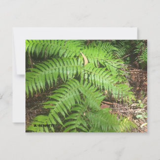 Cartão Postal Grand Canyon