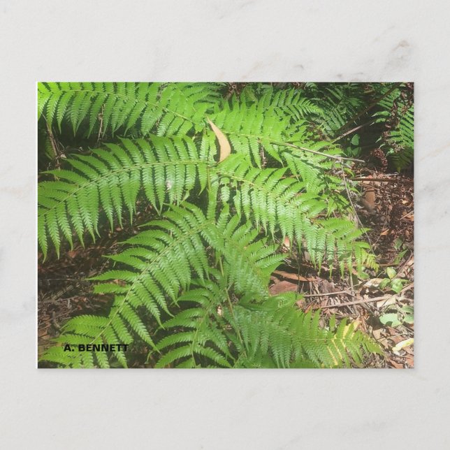 Cartão Postal Grand Canyon (Frente)