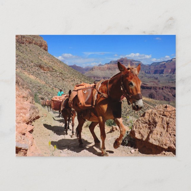 Cartão Postal Grand Canyon Pack Mules no Caminho (Frente)