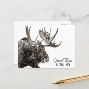 Cartão Postal Grand Teton National Park Moose