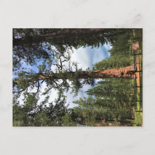 Cartão Postal Grande Árvore Vermelha, La Pine, OU