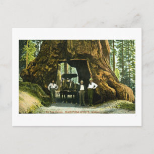 Cartão Postal Grande Árvore Wawona, Mariposa Grove, CA Vintage