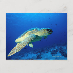 Cartão Postal Grande Barreira de Coral, Austrália 2