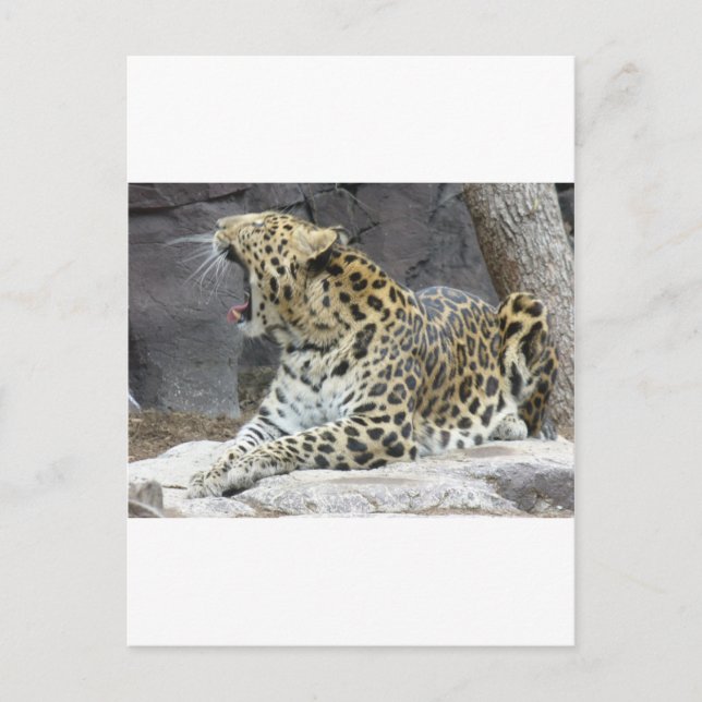 Cartão Postal Grande Bocejo (Frente)