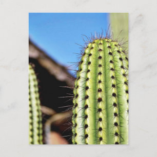 Cartão Postal Grande Cactus Verde
