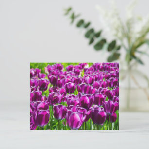 Cartão Postal Grande campo de tulipas roxas