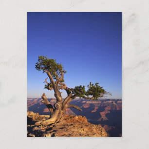Cartão Postal Grande Canyon, Arizona, EUA