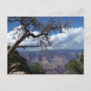 Cartão Postal Grande Canyon O Deserto Pintado Arizona PostCard