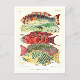 Cartão Postal Grande Carta de Barreira de Peixes Postcard Vintag