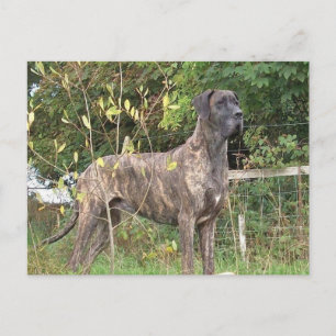 Cartão Postal grande cheio de brindle dane