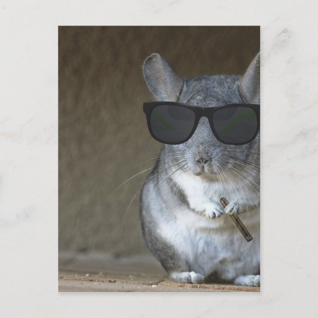 Cartão Postal Grande Chinchila (Frente)