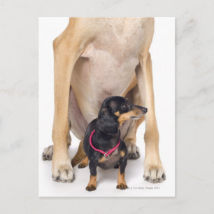 Cartão Postal Grande Dane e retrato de Dachshund