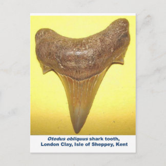 Cartão Postal Grande dente de tubarão fóssil