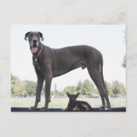 Grande dinamarquês e pequeno cão mestiço