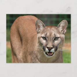 Cartão Postal Grande Felino Puma (Puma Concolor) 