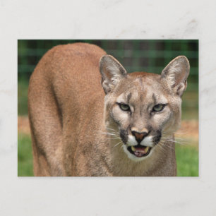 Cartão Postal Grande Felino Puma (Puma Concolor)