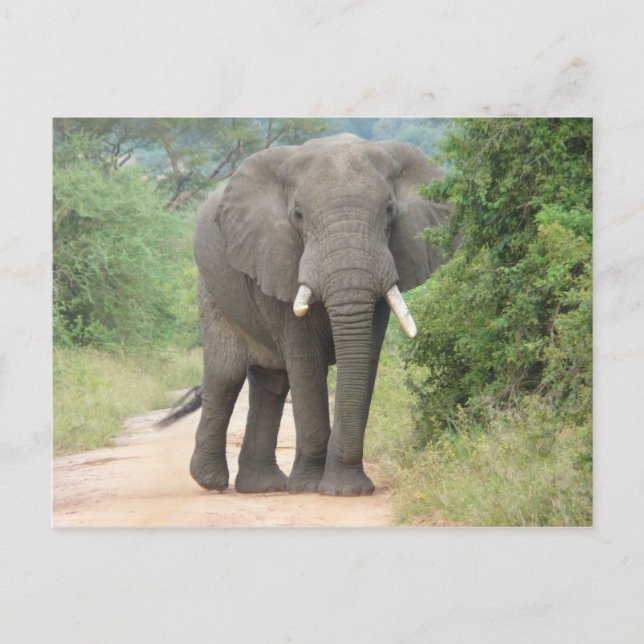 Cartão Postal Grande Foto de Elefante (Frente)