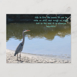Cartão Postal Grande Garça Azul Hilton Head Sc Com Oceano