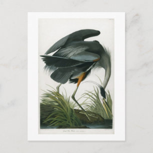Cartão Postal Grande Garça Azul, John James Audubon