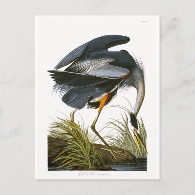 Cartão Postal Grande Garça Azul, John James Audubon Fine Art (Frente)
