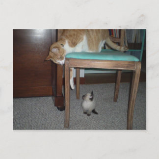Cartão Postal Grande Gato Vê Cartaz De Pequeno Gatinho