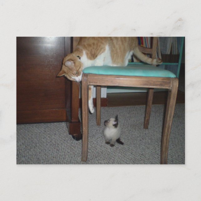 Cartão Postal Grande Gato Vê Cartaz De Pequeno Gatinho (Frente)