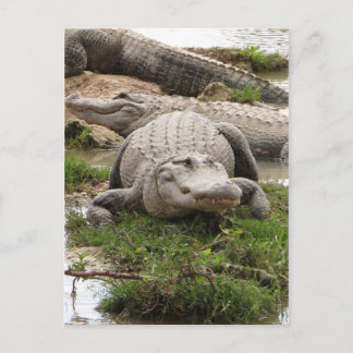 Cartão Postal Grande Gator