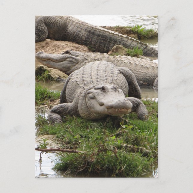 Cartão Postal Grande Gator (Frente)