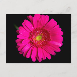 Cartão Postal Grande Gerber Daisy Rosa