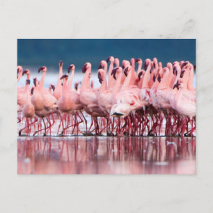 Cartão Postal Grande Grupo De Menores Flamingos