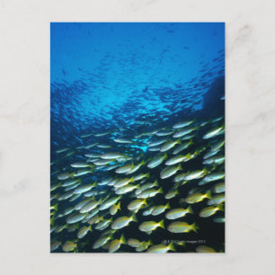 Cartão Postal Grande grupo de peixes da espécie Bigeye Snapper n