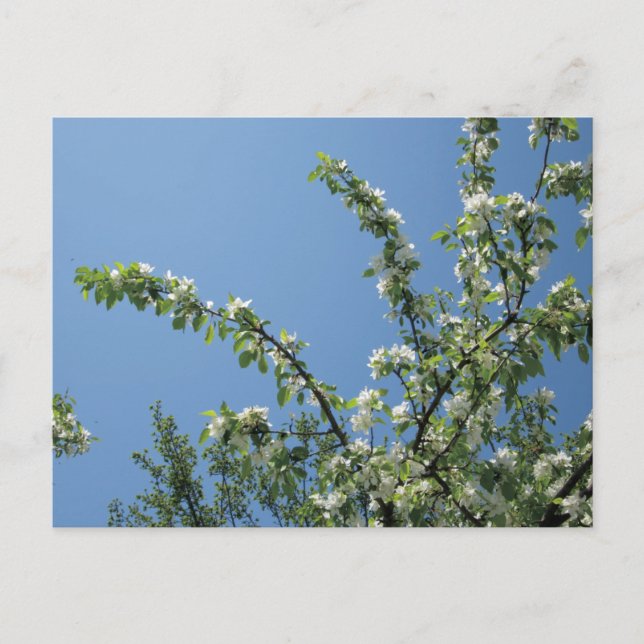 Cartão Postal Grande Hotel, Ilha Mackinac, Mich. (Frente)