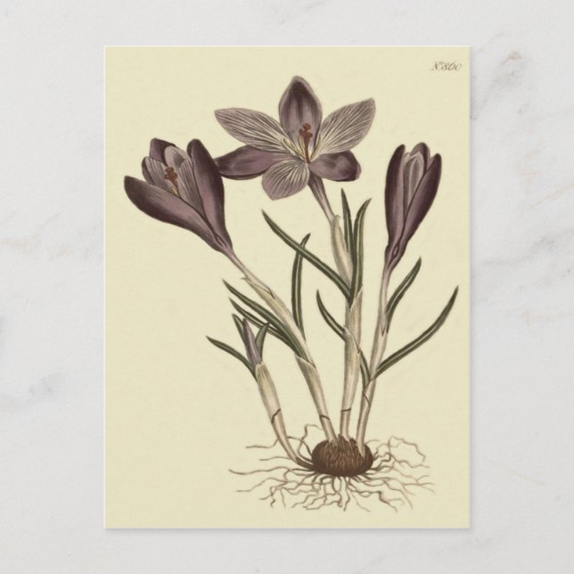 Cartão Postal Grande Ilustração Botânica Primavera Crocus Roxo (Frente)