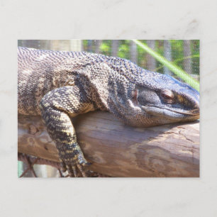 Cartão Postal grande lagarto no log fechar