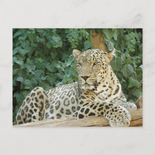 Cartão Postal Grande leopardo descansando sobre um tronco de árv