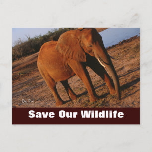 Cartão Postal Grande Vermelho, Salve nosso Cartão-postal de vida