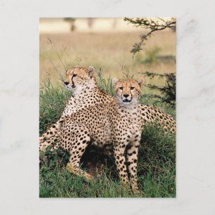 Cartão Postal Grandes Felinos - 13