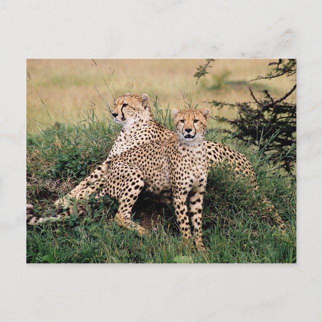 Cartão Postal Grandes Felinos - 13 (Frente)